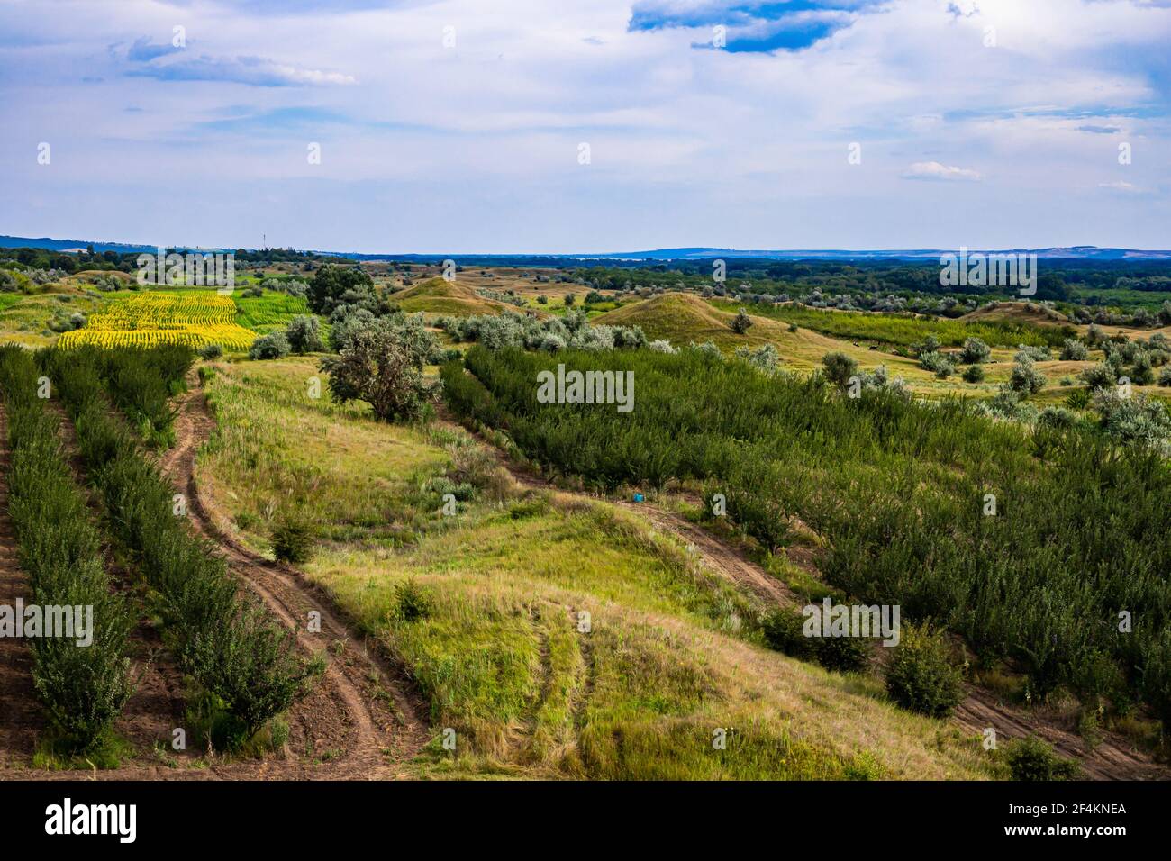 I paesaggi estivi sono unici! Il cielo blu, l'erba e gli alberi verdi sono gli strumenti principali in vista Foto Stock