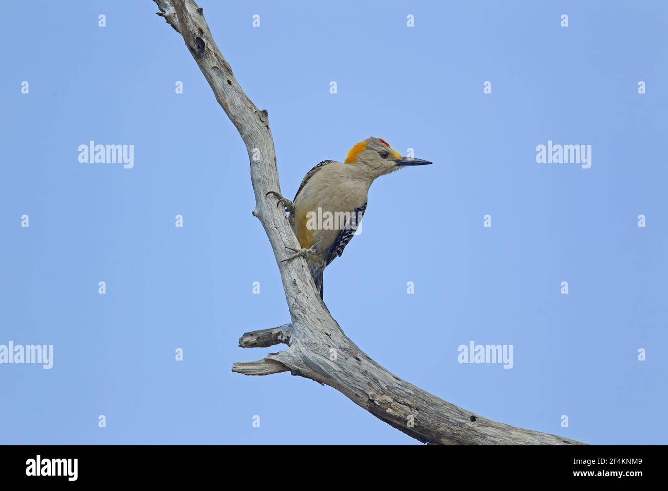 WoodpeckerCenturus aurifrons South Texas. USA BI022962 Foto Stock