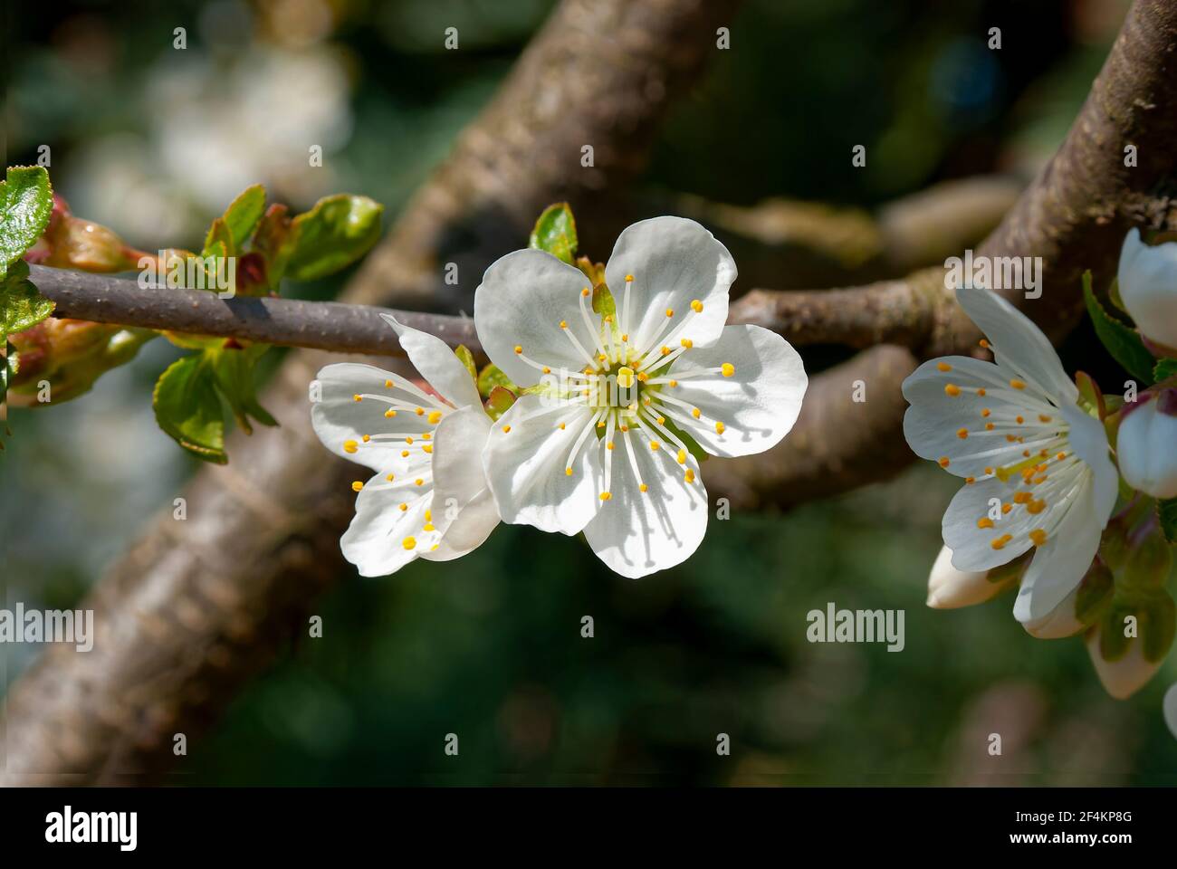 Fioritura dei ciliegi su uno sfondo di rami. Giornata di sole nel frutteto di ciliegi. Foto Stock