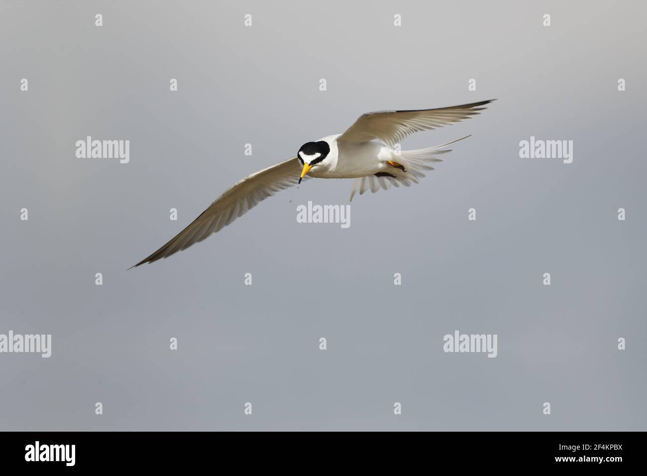 Least Tern - in volo a caccia di pesce Sterna antillarum Texas Coast, USA BI023049 Foto Stock