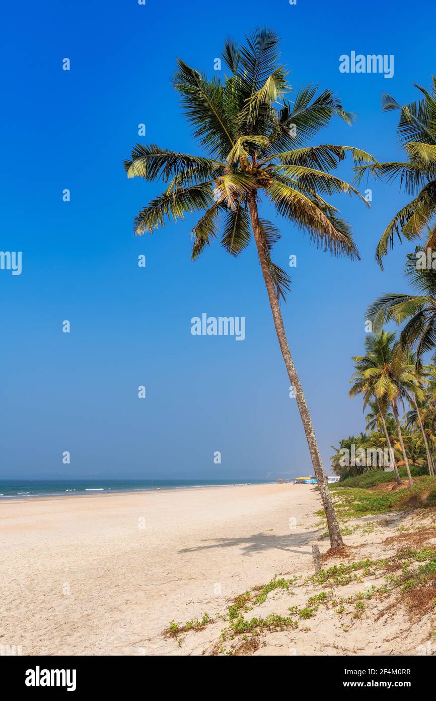 Palme sulla soleggiata spiaggia tropicale a Goa, India Foto Stock