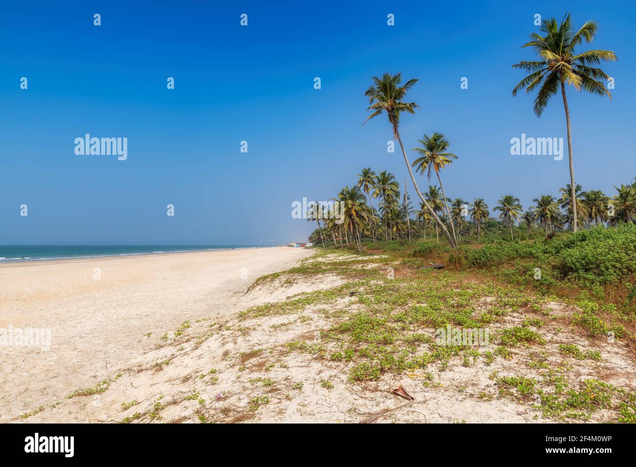 Palme sulla soleggiata spiaggia tropicale a Goa, India Foto Stock