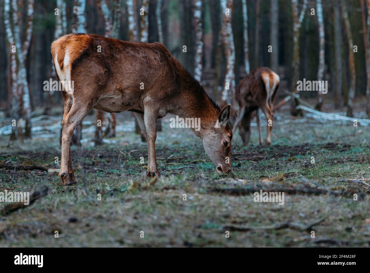 Mucca di cervo rosso nella foresta, un cervo in una foresta, doe in foresta Foto Stock