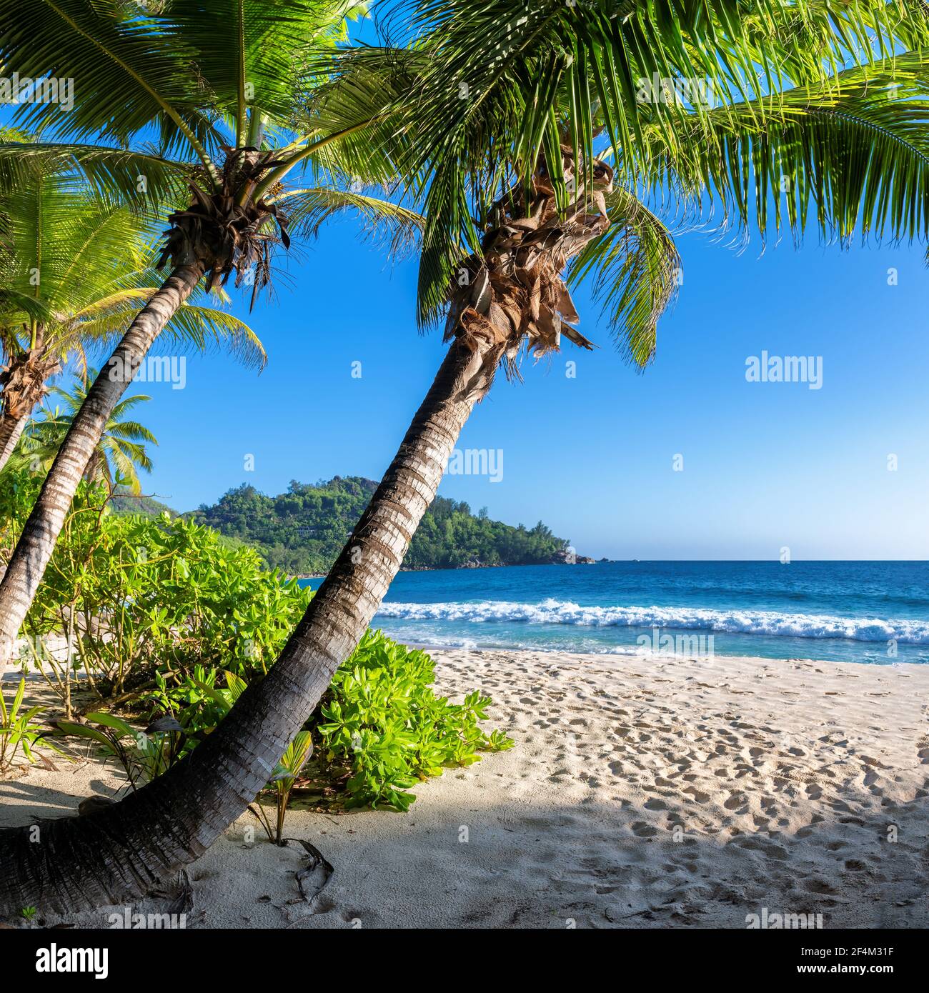 Coco palme in paradiso Sunny spiaggia e mare tropicale. Vacanza estiva e concetto di spiaggia tropicale. Foto Stock