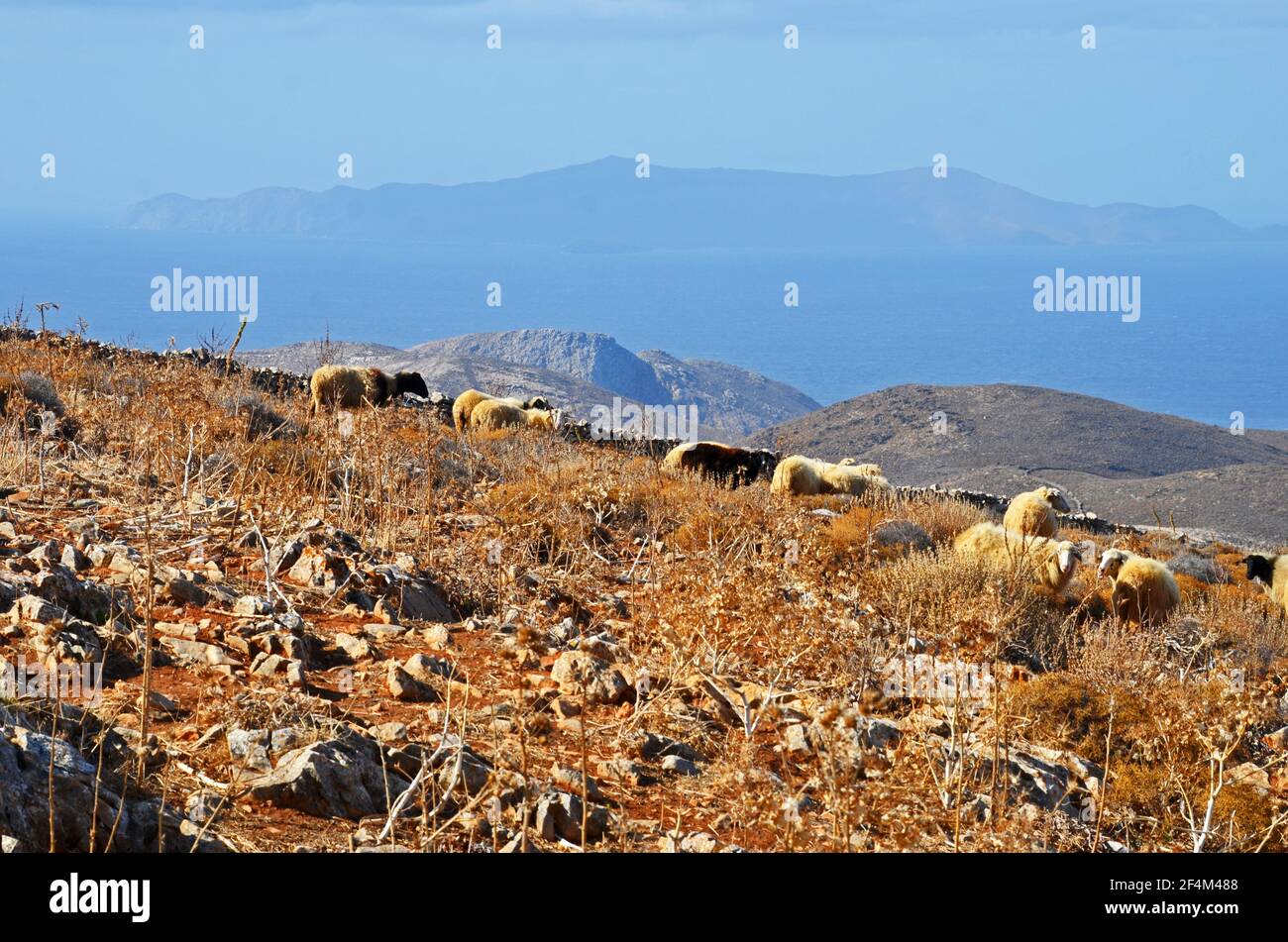 Un flosk di pecore che pascolano su una collina sopra Ano Syros, Syros, Cicladi, Grecia Foto Stock