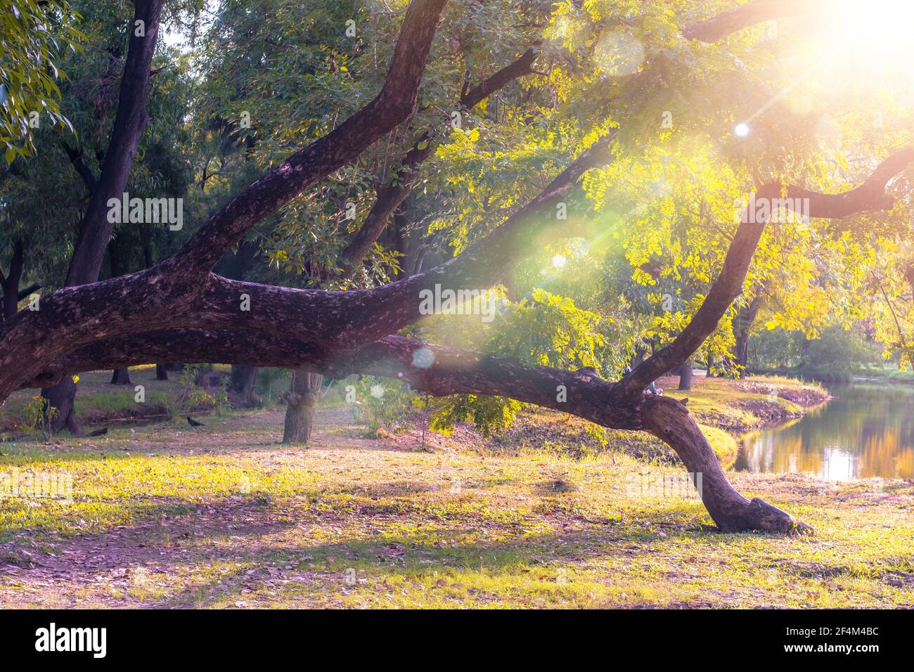 foresta di mattina. I raggi del sole brillano attraverso i rami degli alberi. Albero nella luce del mattino alla foresta. Raggi di luce solare brillano attraverso rami di alberi. Mattina m Foto Stock