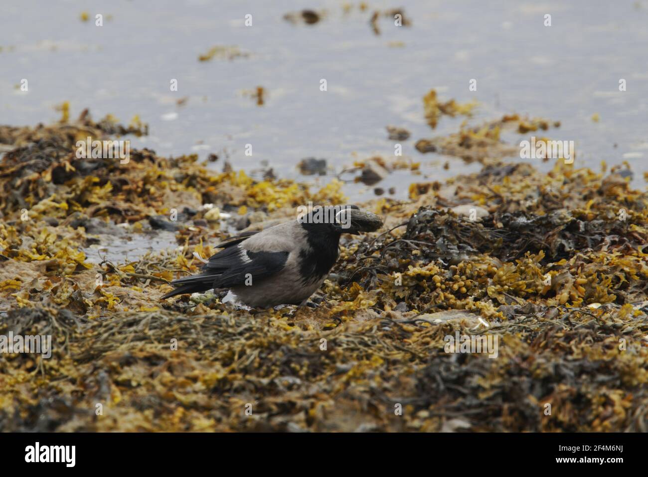 Cornacchia Mantellata - con le cozze sulla riva bassa marea Corvus corone cornix Unst, Shetland, Regno Unito BI023472 Foto Stock