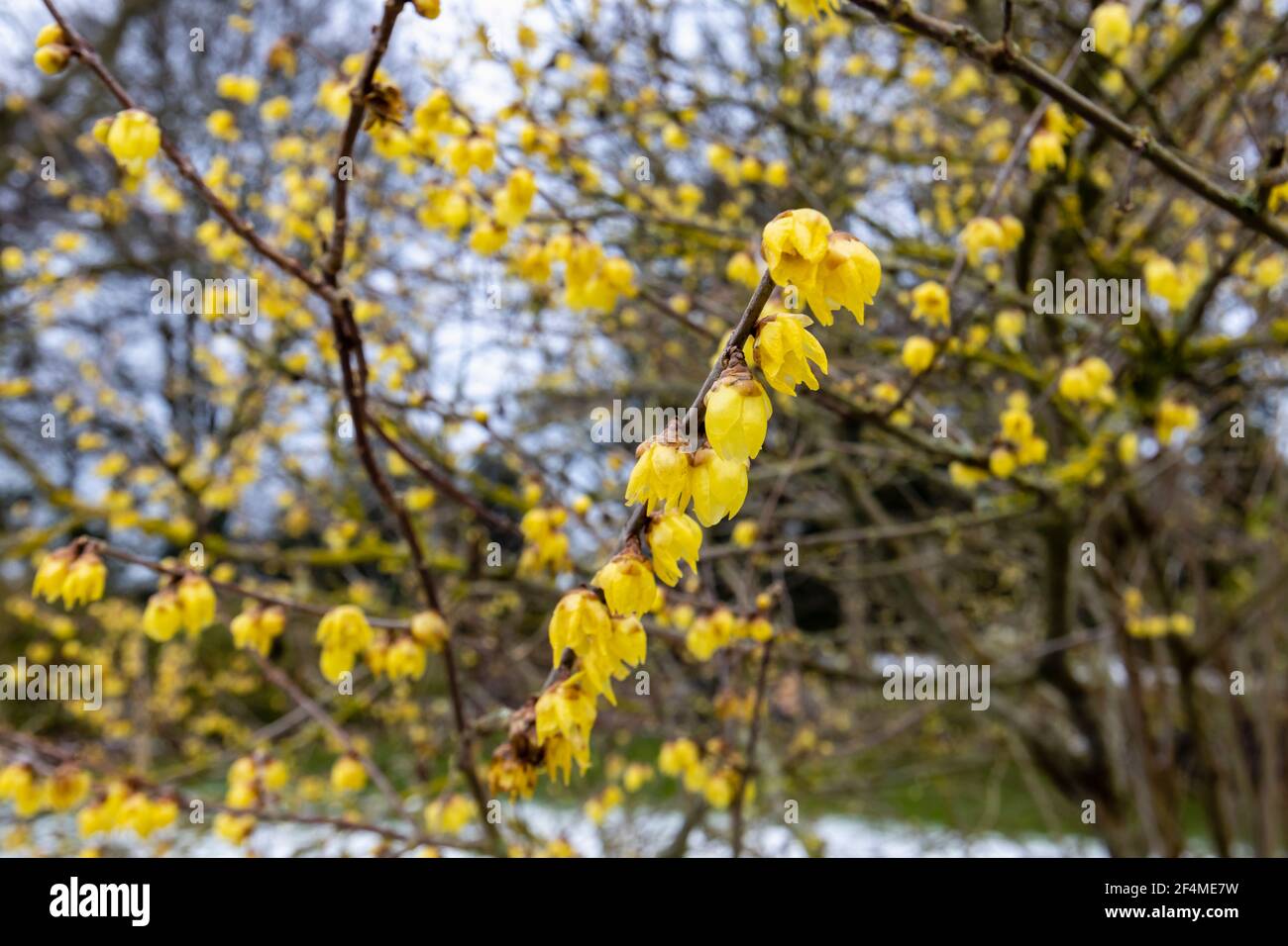 Fiori gialli piccoli e delicati di Chimonanthus praecox profumato 'luteus' nel Giardino RHS, Wisley, Surrey, Inghilterra sud-orientale, in inverno Foto Stock