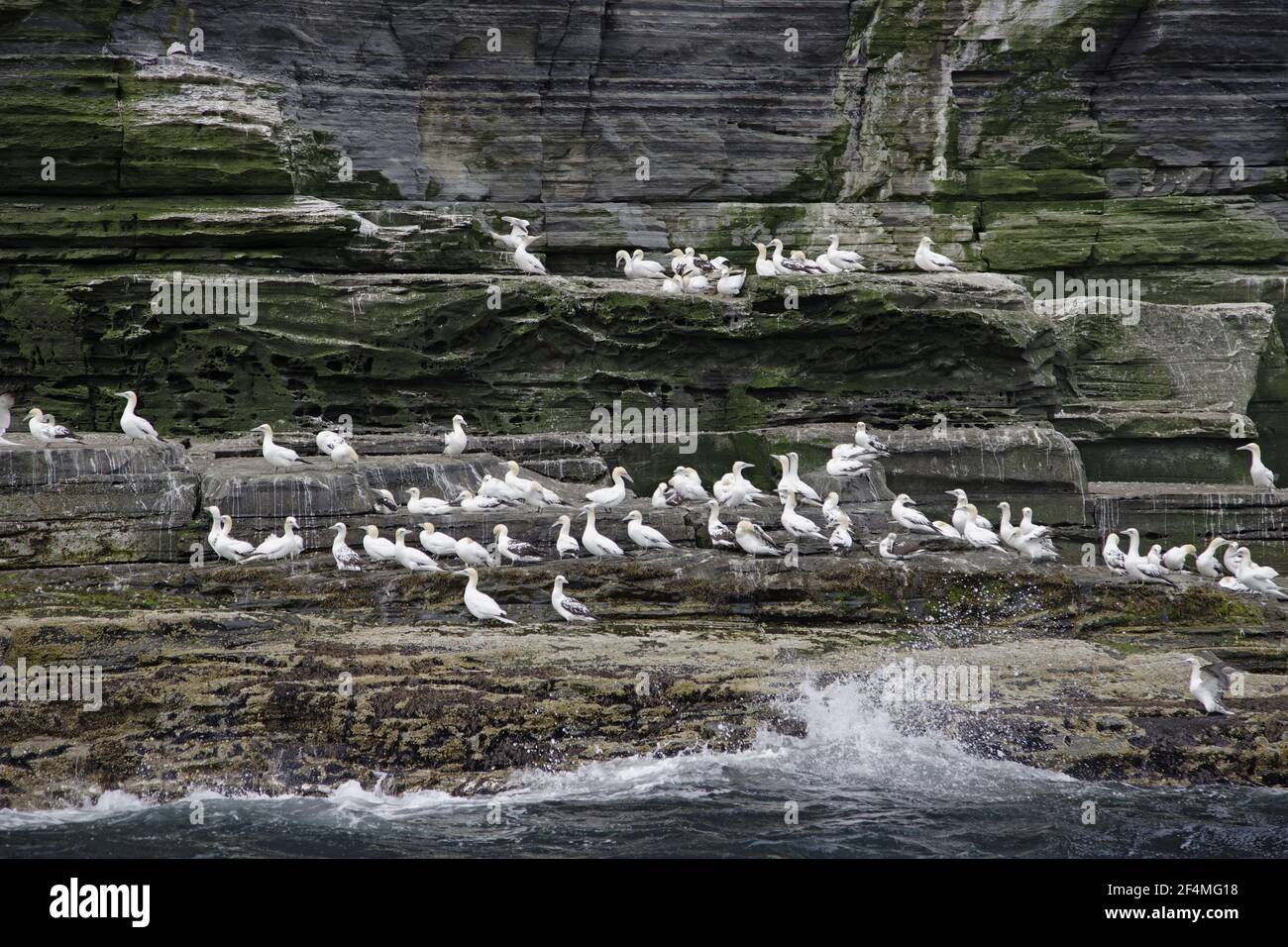Gannet - uccelli non riproduttori a base di cliffsula fagana Noss Nature Reserve Shetland, Regno Unito BI025586 Foto Stock