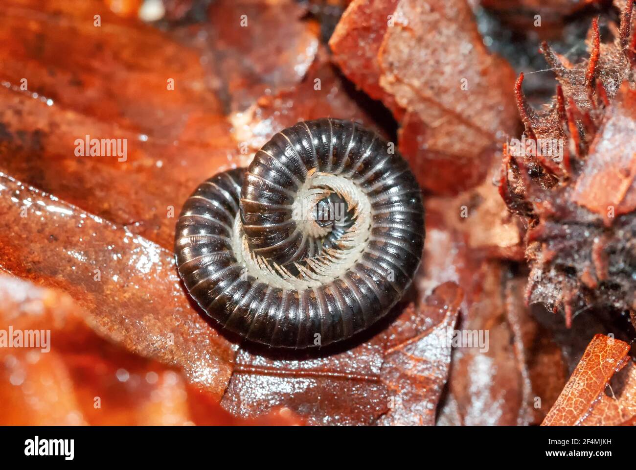 Immagine macro closeup di un millipede che si arrotola su pavimento forestale per la protezione Foto Stock