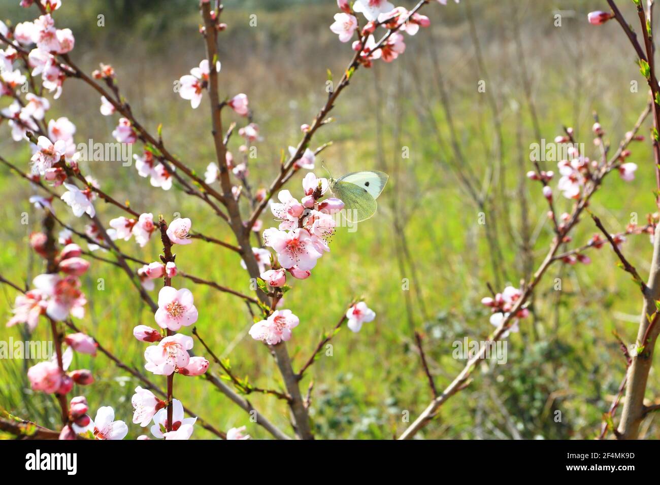 Albero di fiori primaverili in giardino, impollinazione delle farfalle Foto Stock