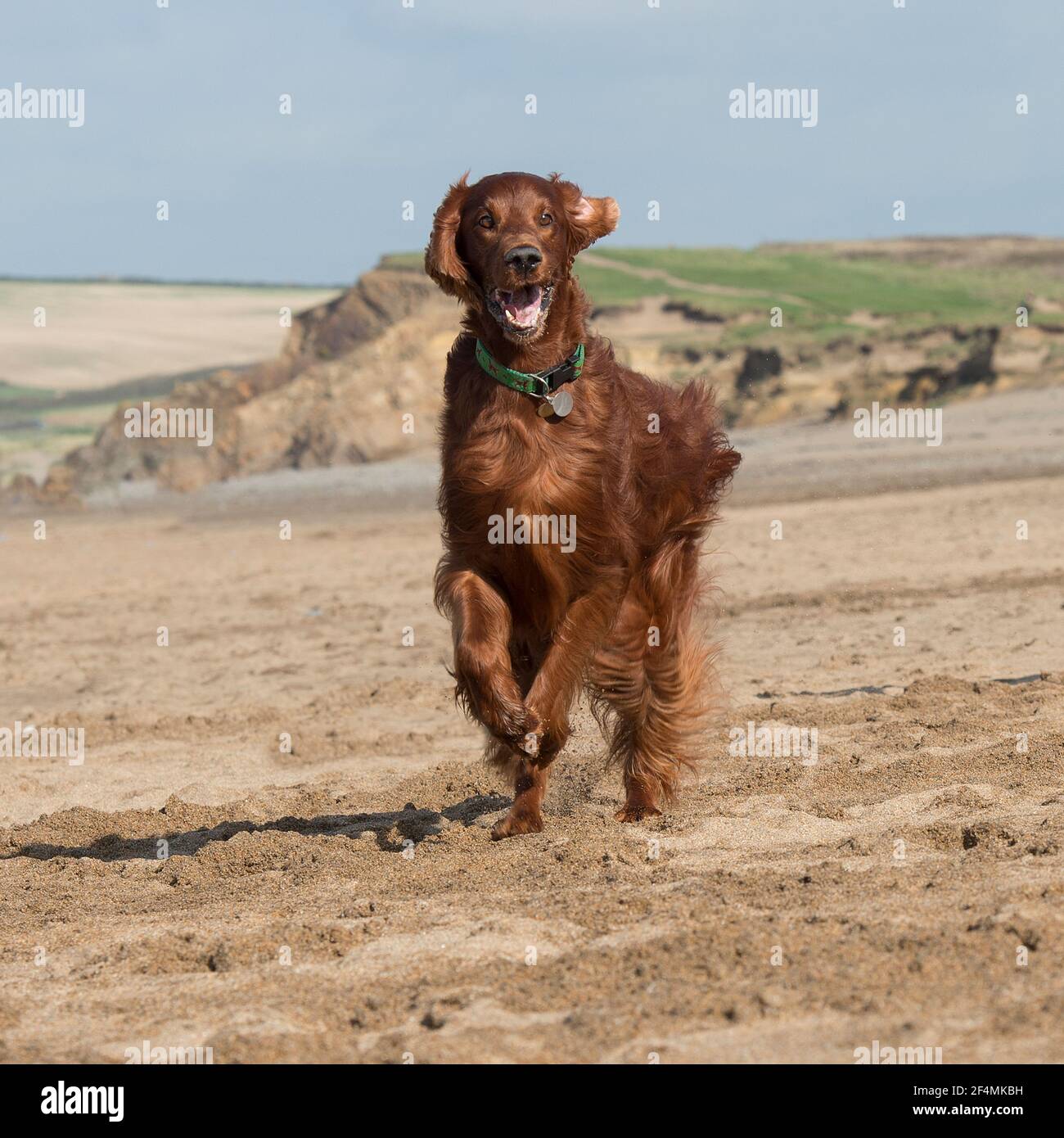 setter irlandese Foto Stock