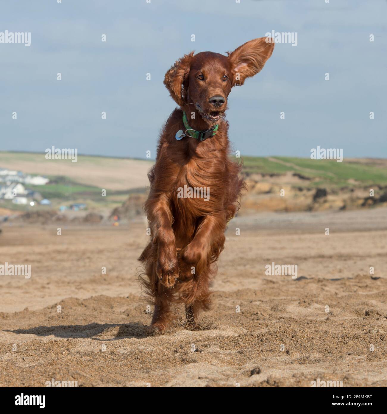 setter irlandese Foto Stock