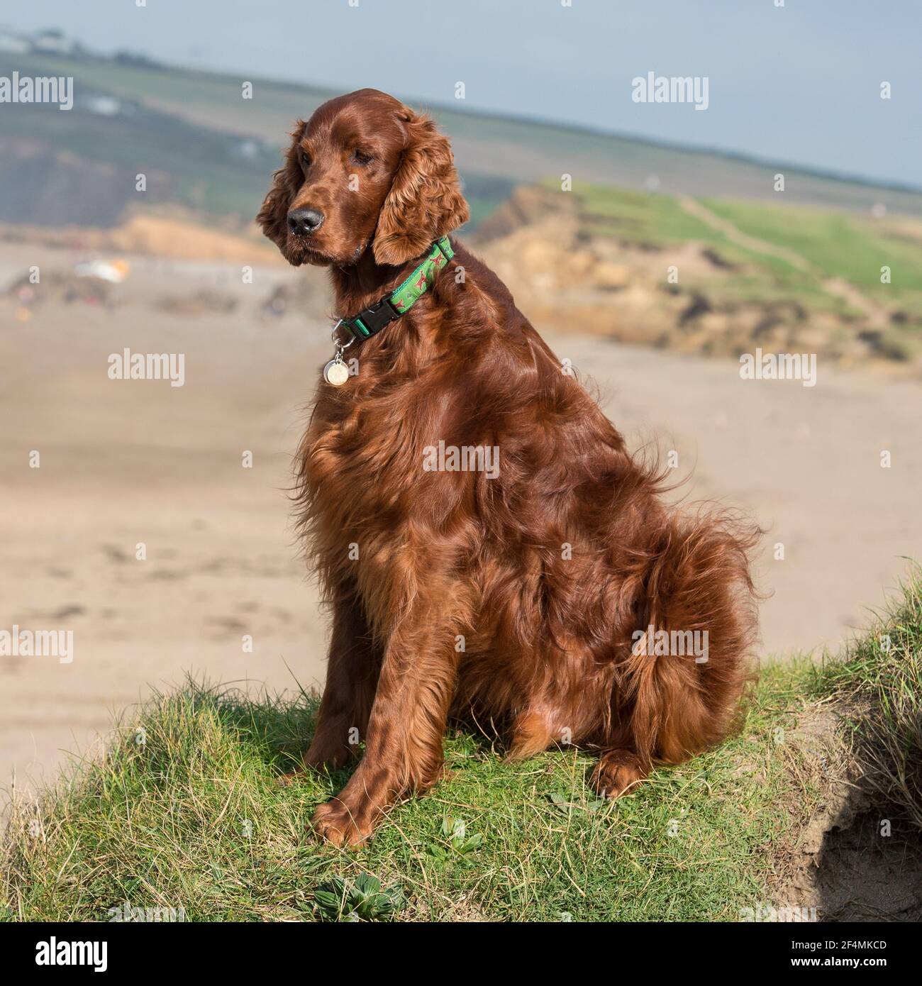 Setter Irlandese cane Foto Stock