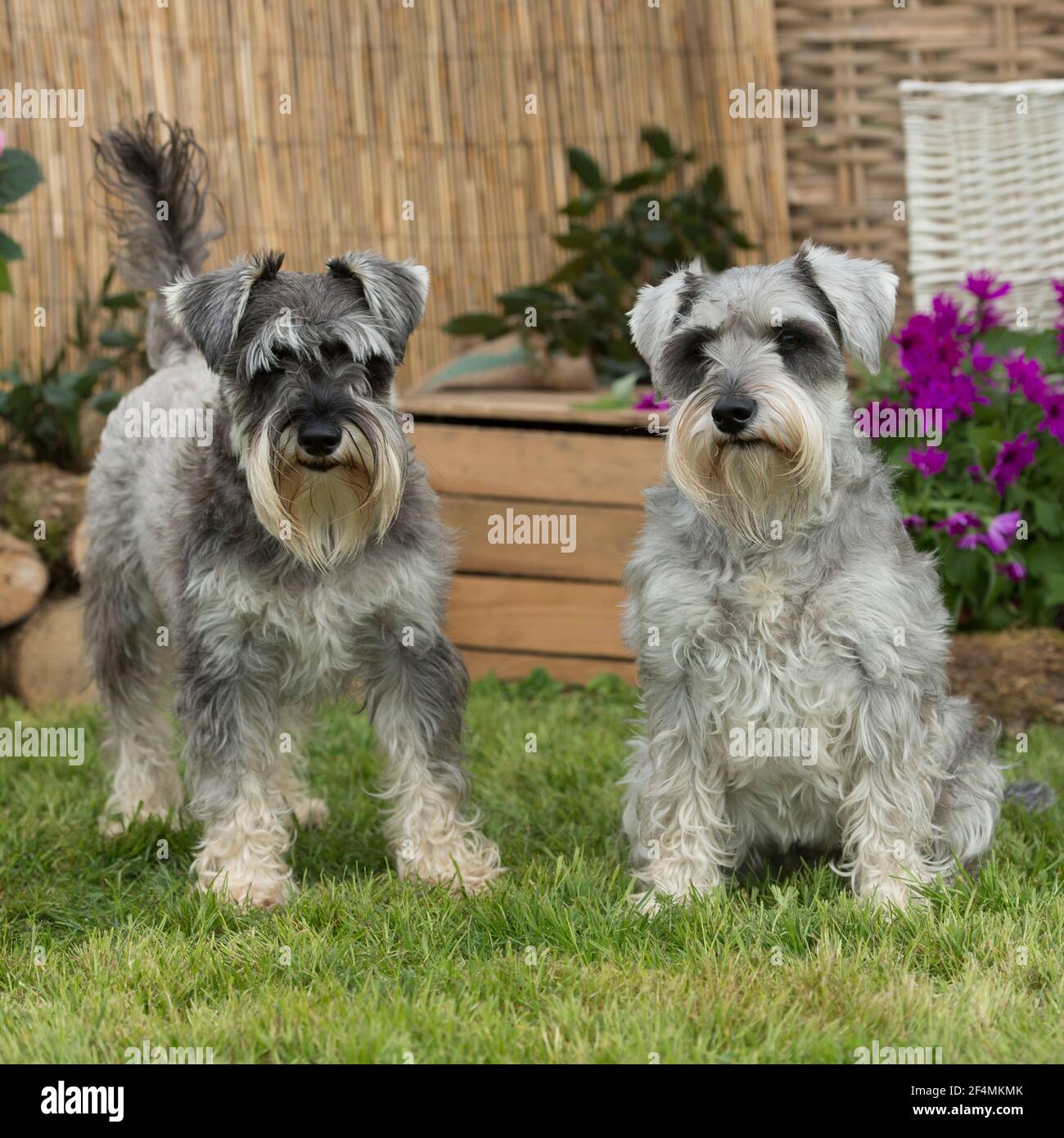 coppia di cani schnauzer in miniatura in giardino Foto Stock