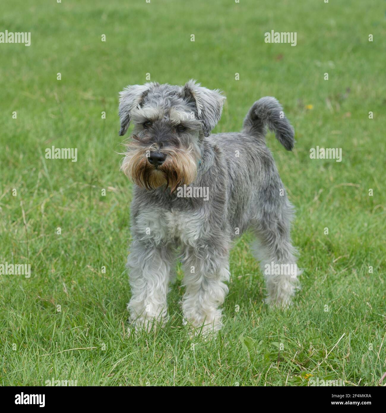 puppy schnauzer in miniatura Foto Stock
