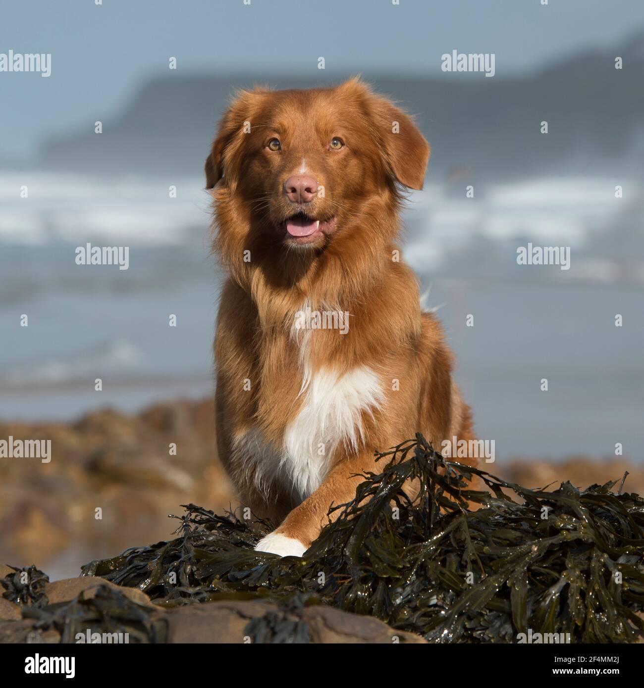 Nuovo tentativo di tolling delle anatre della Nuova scozia Foto Stock