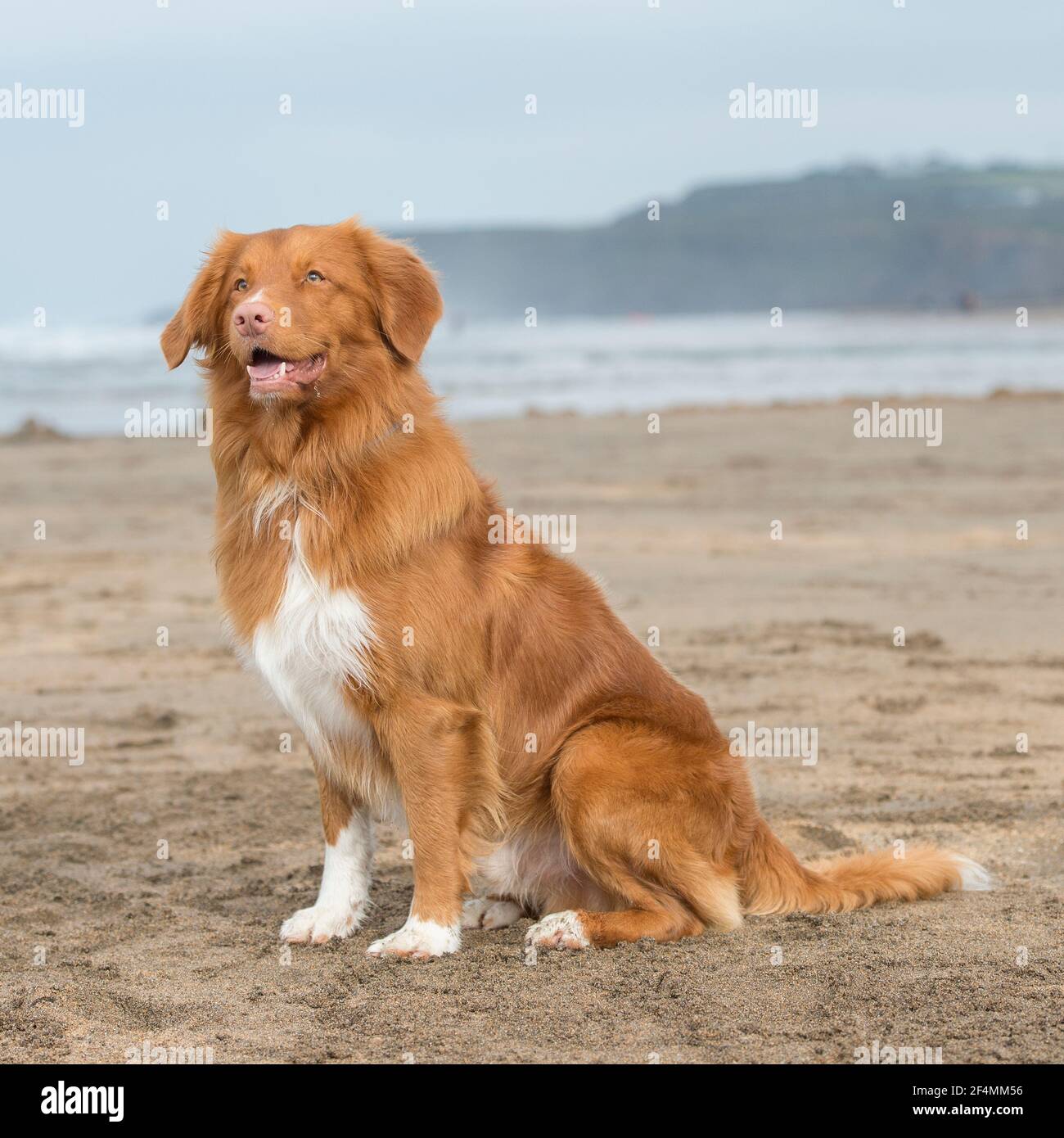 Nuovo tentativo di tolling delle anatre della Nuova scozia Foto Stock