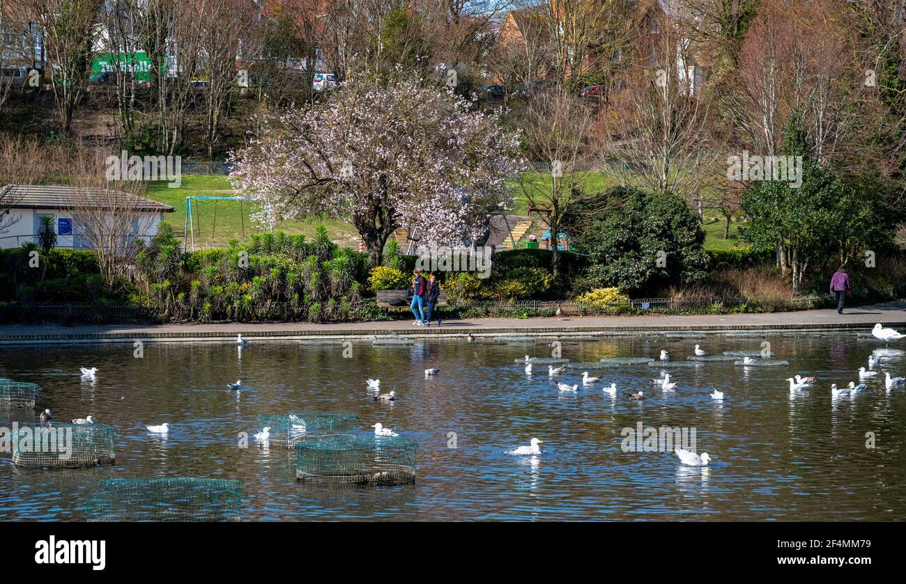 Brighton UK 22 marzo 2021 - fioritura primaverile da Queens Park stagno a Brighton come i visitatori godere del bel sole caldo, ma molto più freddo tempo è previsto per più tardi nella settimana in tutta la Gran Bretagna : Credit Simon Dack / Alamy Live News Foto Stock