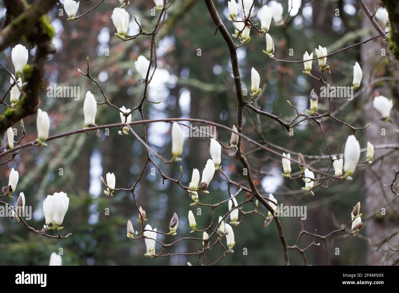 Fiori bianchi di un albero di magnolia. Foto Stock