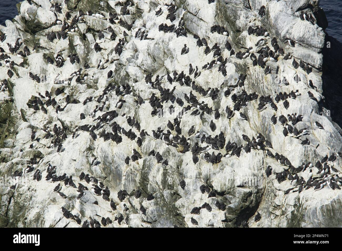 Guillemot - colonia di allevamento Uria aalge Sumburgh testa riserva RSPB Shetland, Regno Unito BI023730 Foto Stock