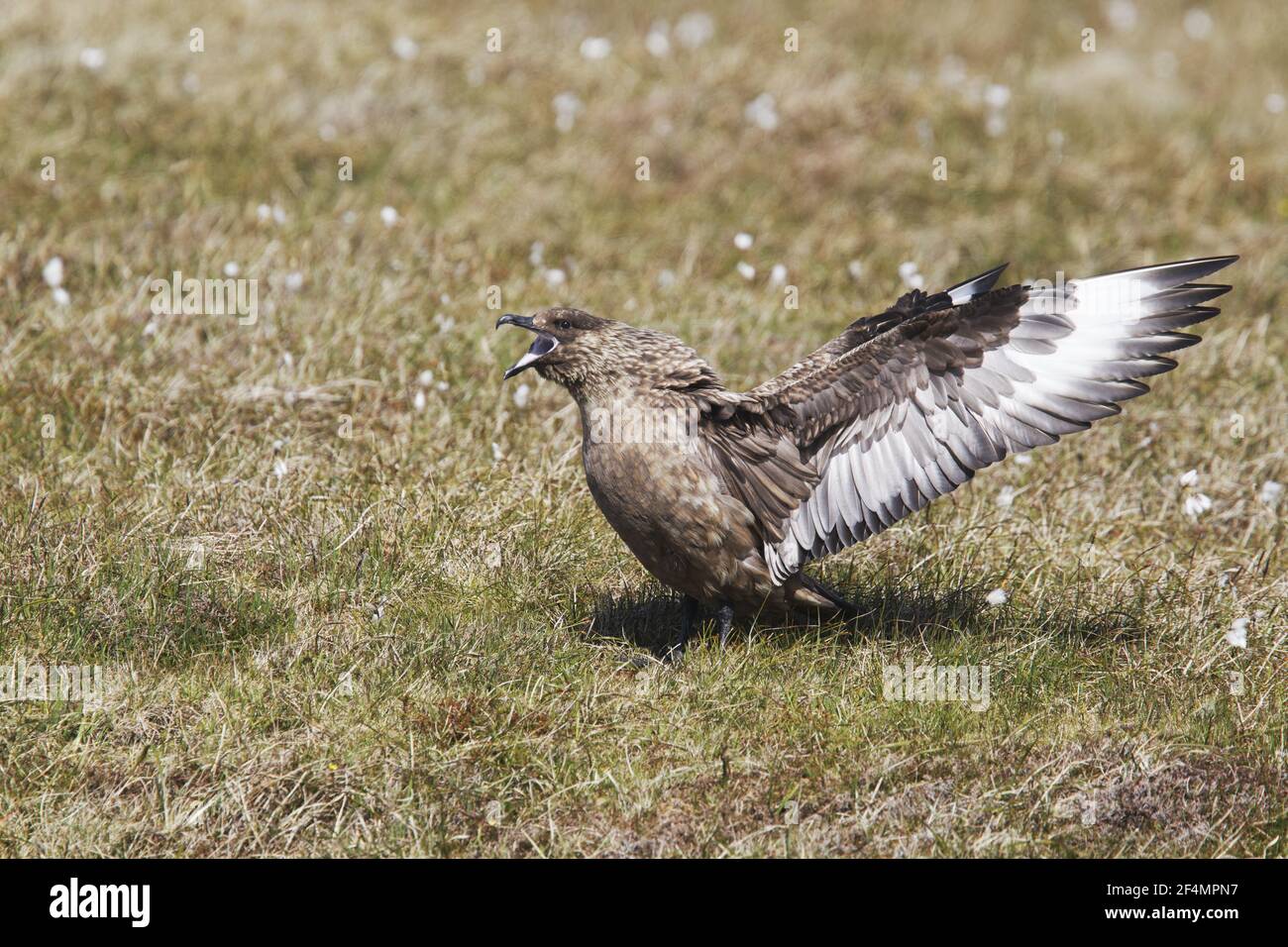 Great Skua - displayCatharacta skua Shetland, Regno Unito BI02348 Foto Stock