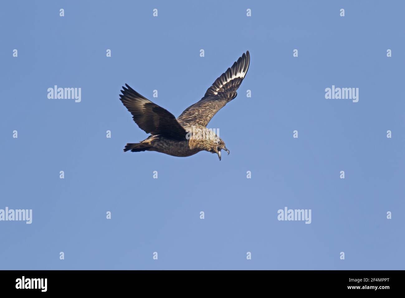 Great Skua - display flightCatharacta skua Shetland, Regno Unito BI0223853 Foto Stock