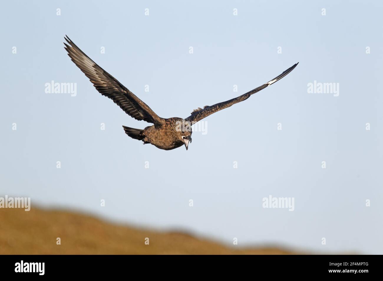 Great Skua - display flightCatharacta skua Shetland, Regno Unito BI02354 Foto Stock