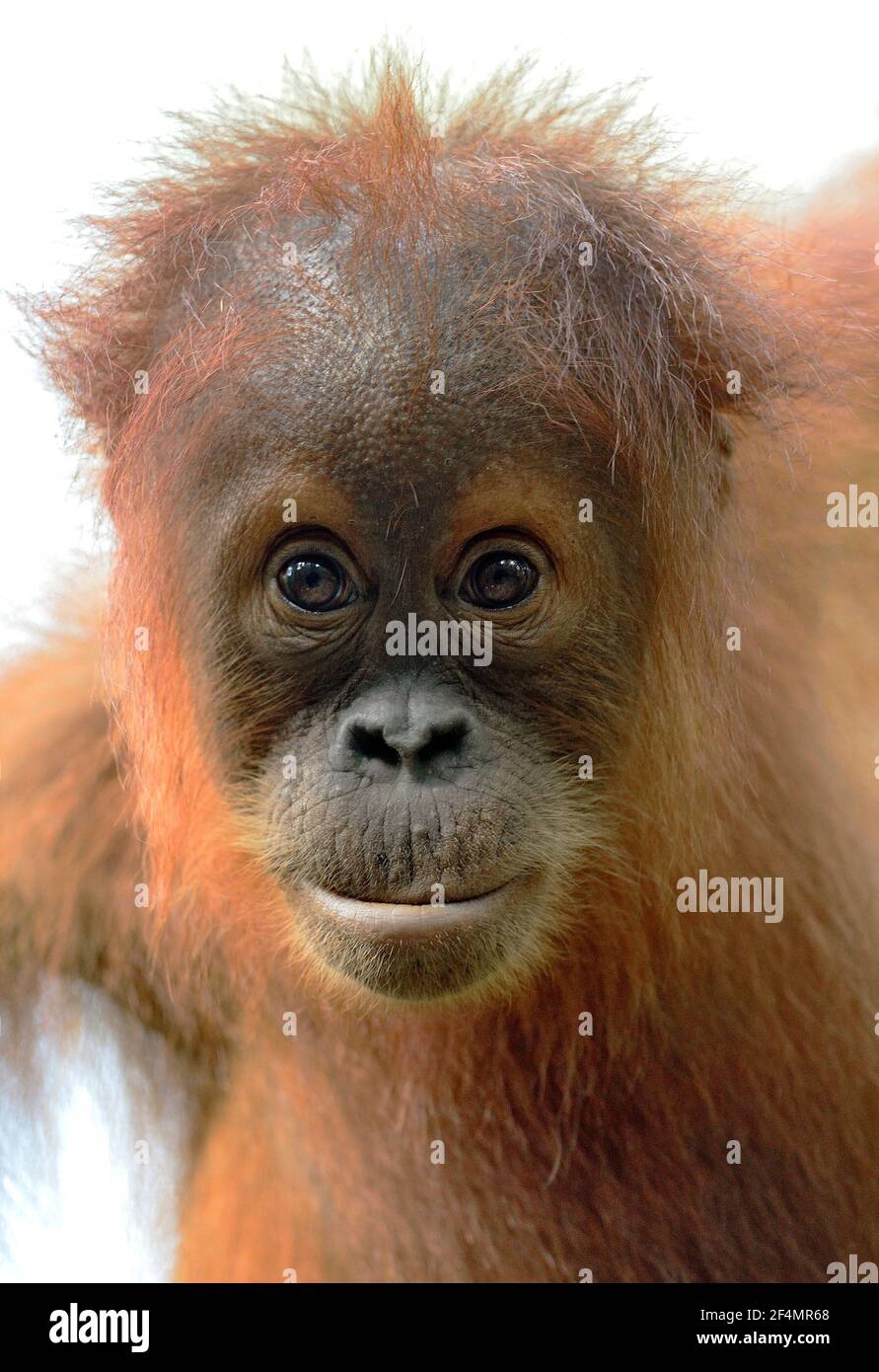 Orangutan di Sumatra Foto Stock