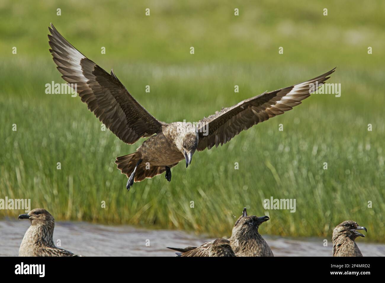 Great Skua - chiamare mentre si arriva a LandCatharacta skua Shetland, Regno Unito BI023999 Foto Stock