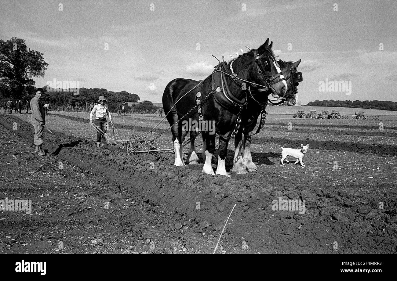East Kent Ladies arando con cavalli concorrenza. Shire Horse guardando il cane Foto Stock
