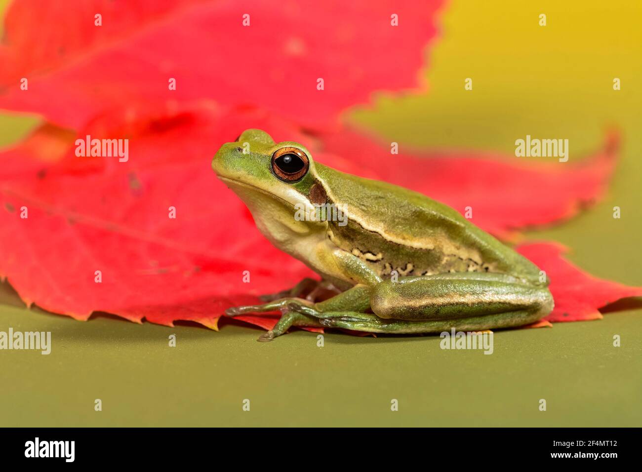 Rana verde piccola, Hyla Pulchela, Patagonia, Argentina. Foto Stock