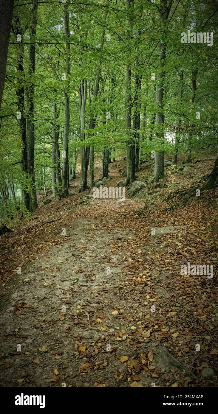 Un tranquillo sentiero forestale per escursionisti e amanti della natura. Foto Stock