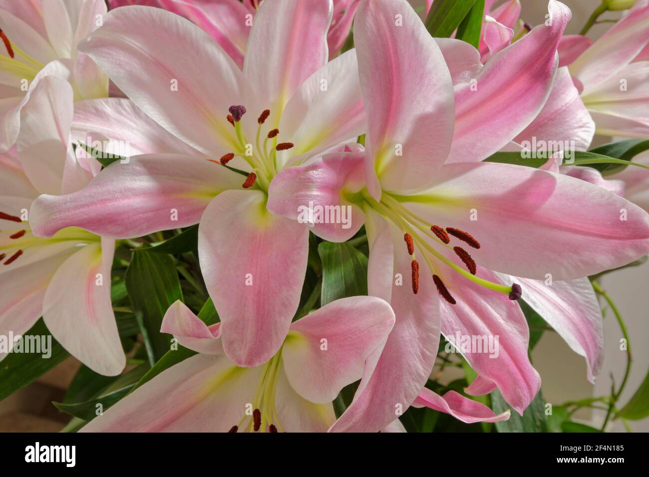 Fiori di giglio rosa. Foto Stock