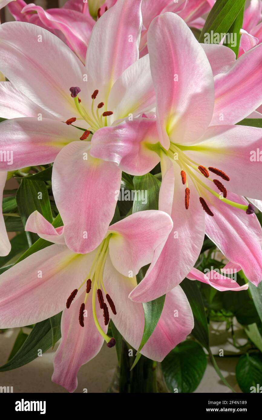 Fiori di giglio rosa. Foto Stock