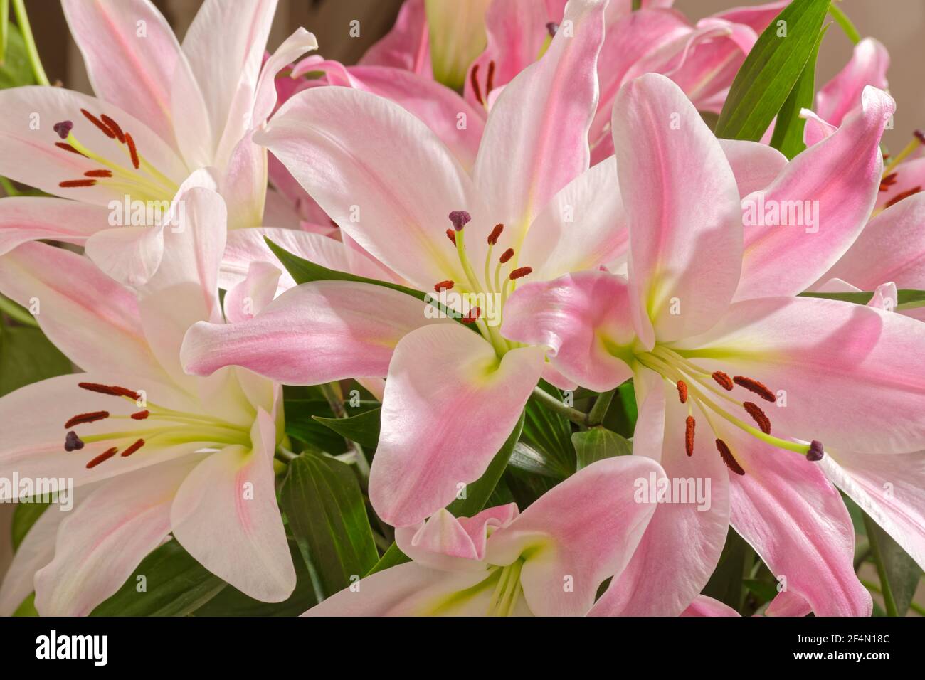 Fiori di giglio rosa. Foto Stock