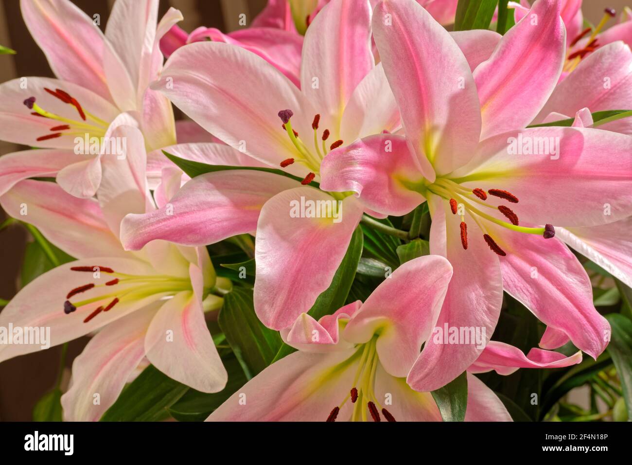 Fiori di giglio rosa. Foto Stock