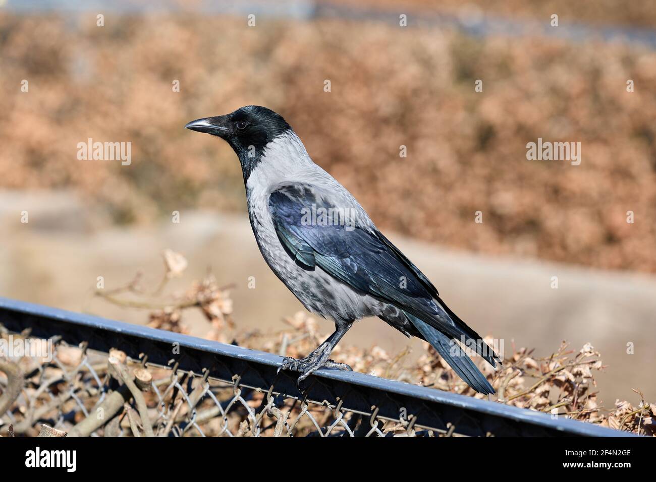 Corvo con cappuccio (Corvus cornix) su una recinzione; Copenaghen, Danimarca Foto Stock