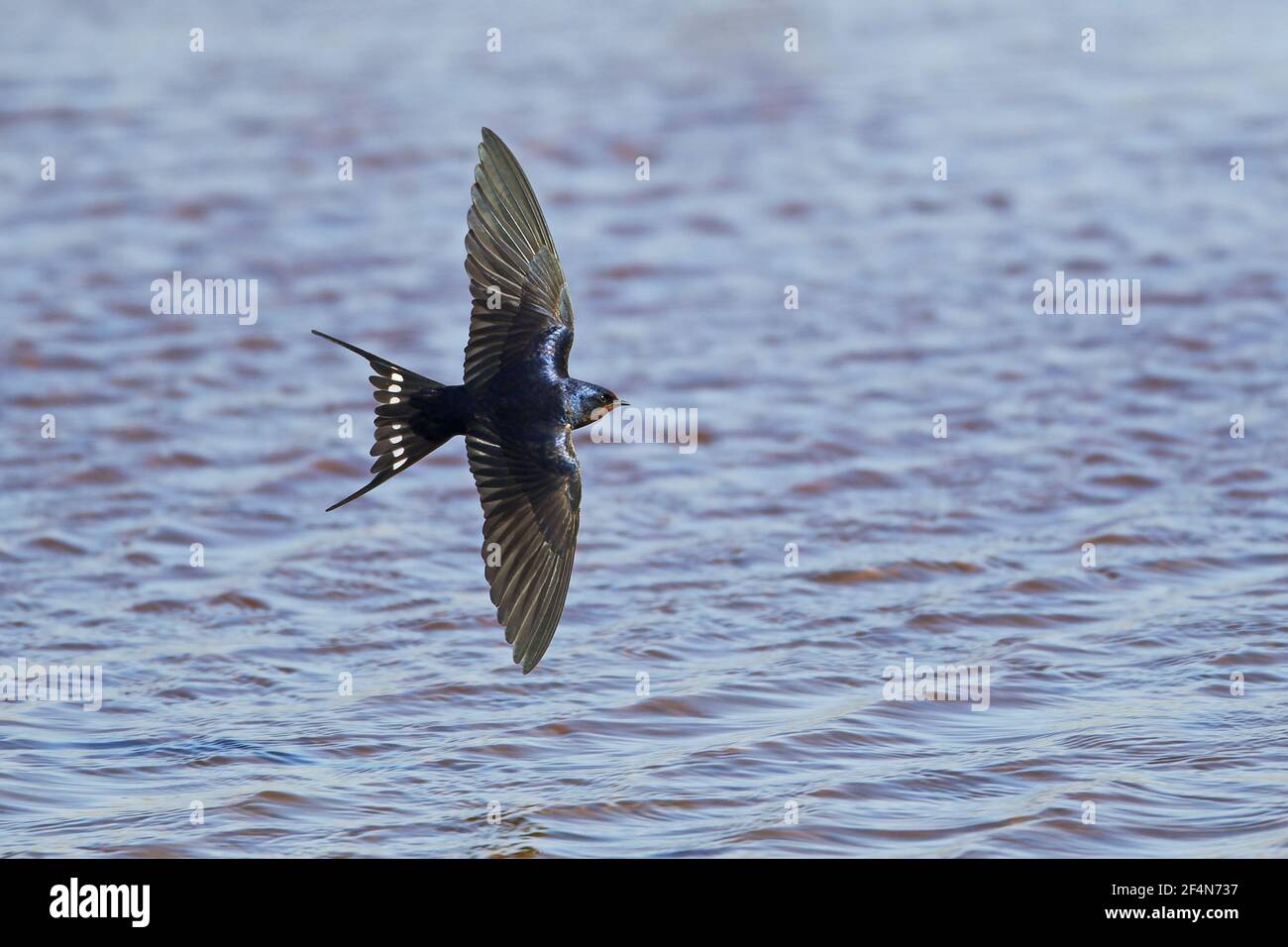 Swallow - in volo sopra l'acqua Hirundo rustica Guernsey Channel Islands, UK BI025598 Foto Stock