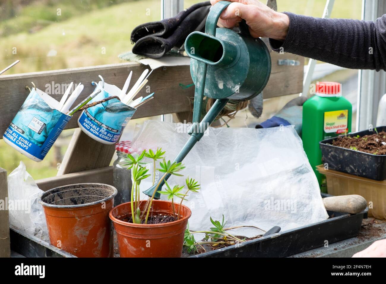 Mano che tiene annaffiando può piantare i tagli di lupino in pentole su Workbench giardinaggio in primavera all'interno della serra Carmarthenshire Galles UK KATHY DEWITT Foto Stock