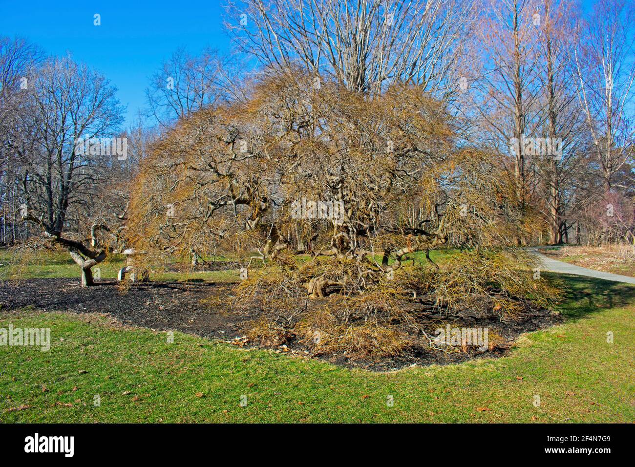 Rami Crooked di un albero di acero giapponese nani prima di Foglie che si formano all'inizio della primavera -01 Foto Stock