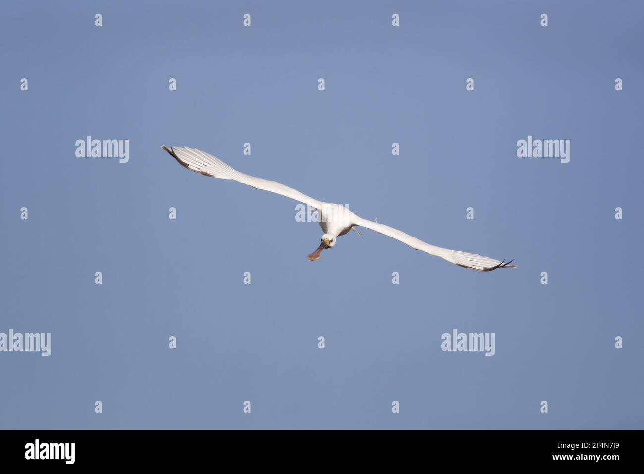 Spatola - in volo Platalea leucorodia Guernsey nelle isole del Canale, UK BI024667 Foto Stock