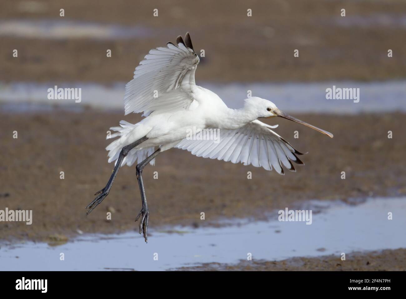 Spatola - arrivando in terra Platalea leucorodia Guernsey nelle isole del Canale, UK BI024674 Foto Stock