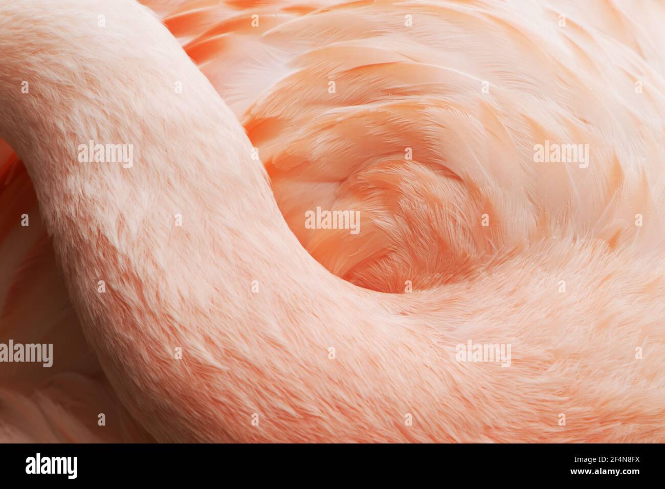 Flamingo cileni - abstract Phoenicopterus chilensis Captive BI024738 Foto Stock