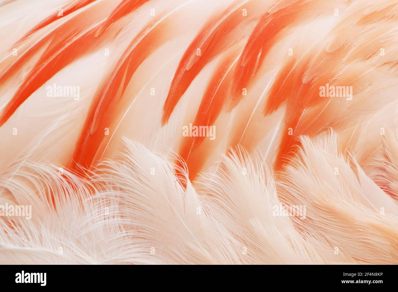 Flamingo cileni - abstract Phoenicopterus chilensis Captive BI024741 Foto Stock