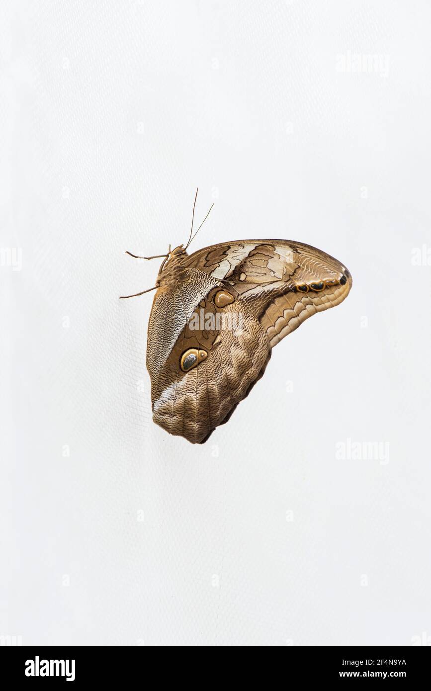 La grande farfalla di Owl sulla foglia Foto Stock