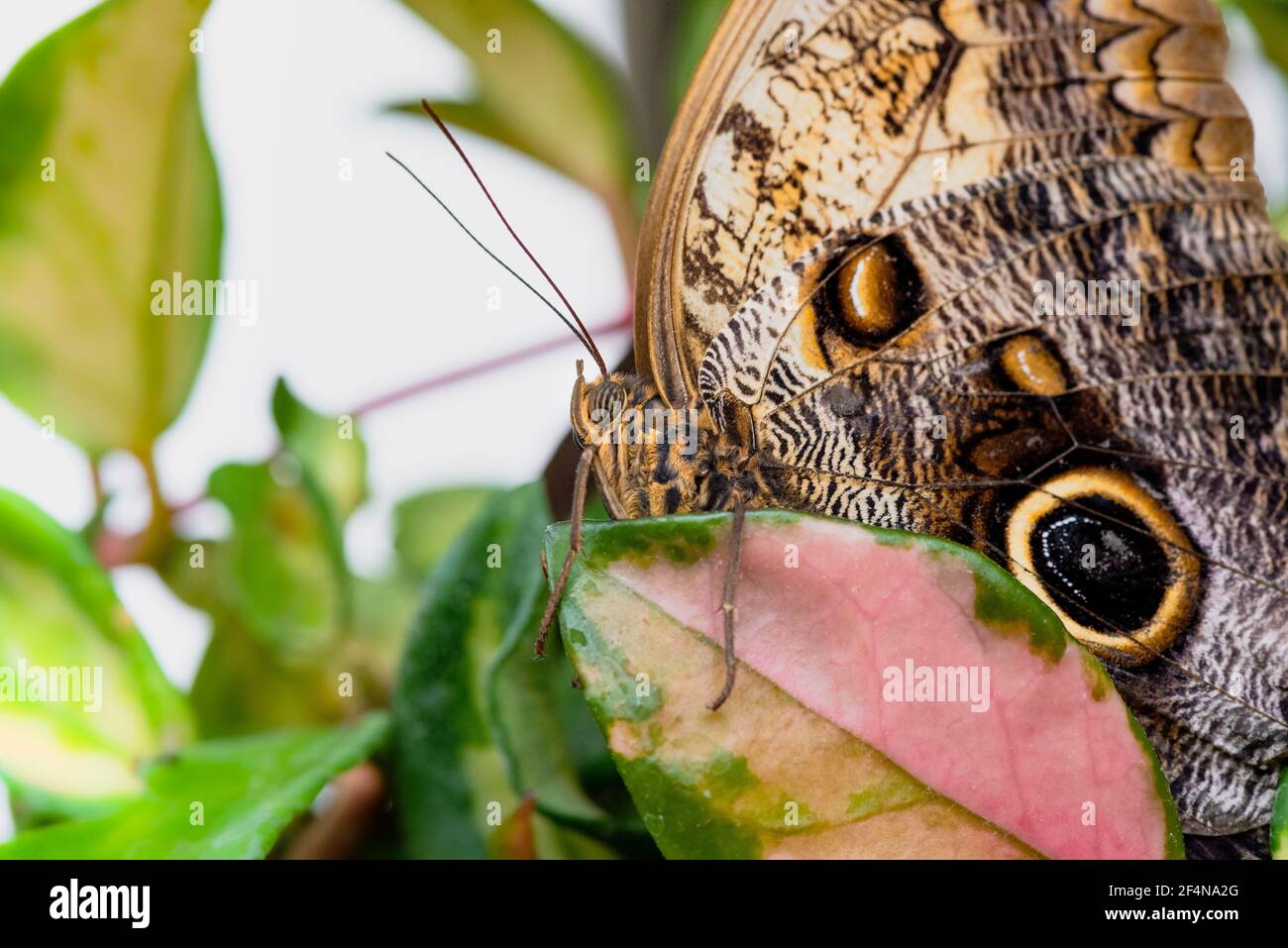 La grande farfalla di Owl sulla foglia Foto Stock