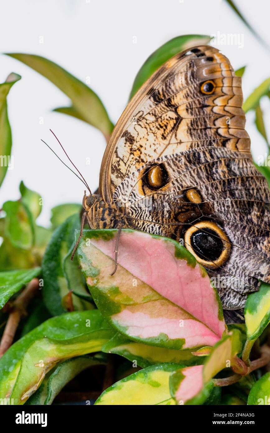 La grande farfalla di Owl sulla foglia Foto Stock
