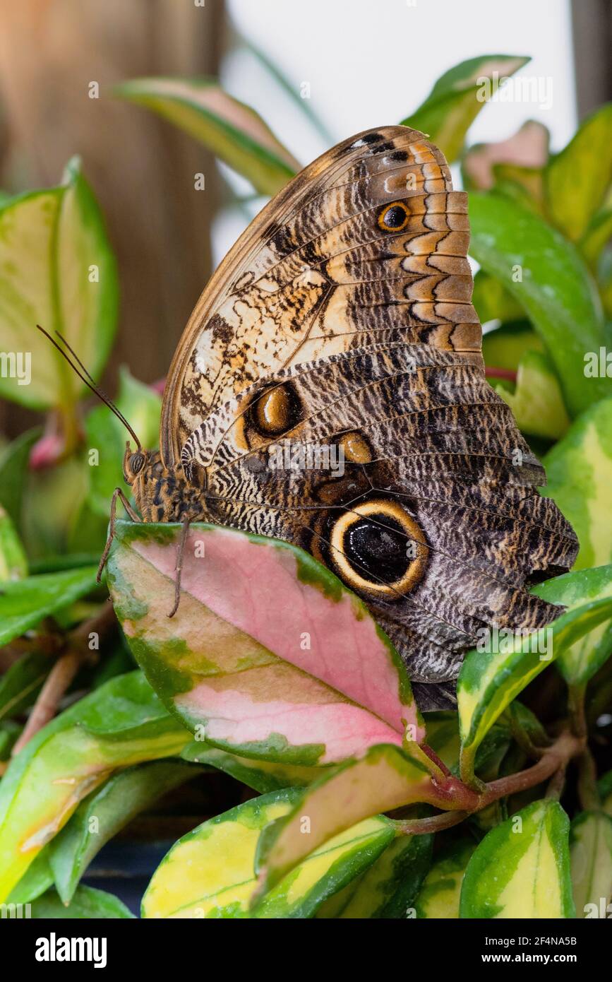 La grande farfalla di Owl sulla foglia Foto Stock