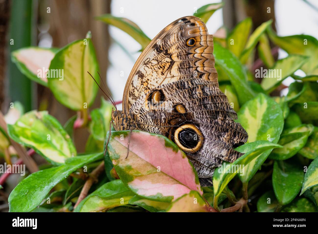 La grande farfalla di Owl sulla foglia Foto Stock